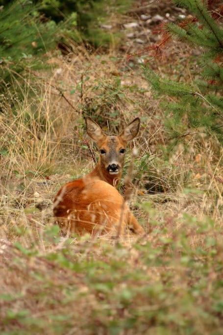 Nightjar Lodge - Adults Only Lackford Екстер'єр фото
